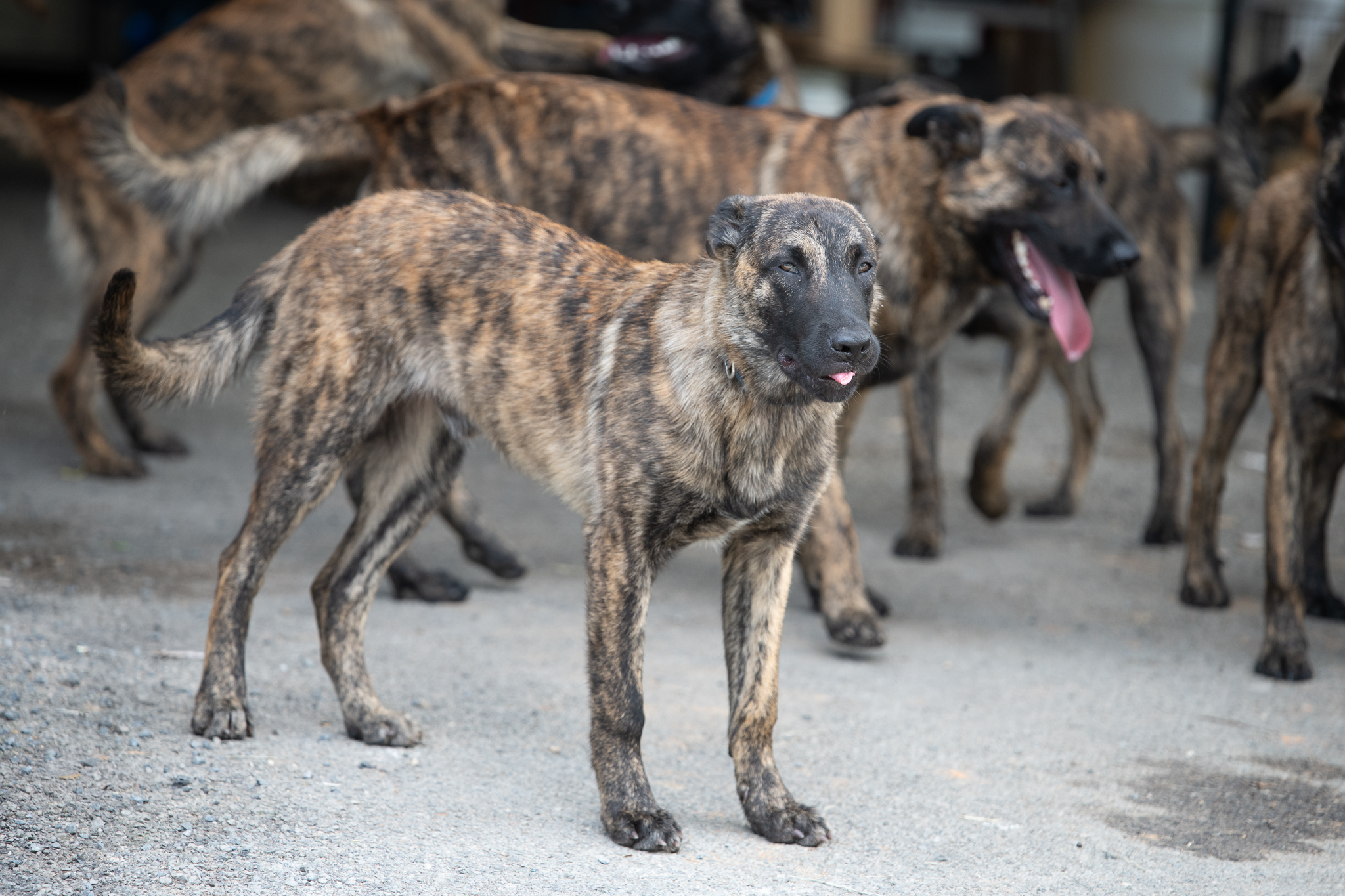 The Dogs